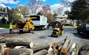 Best Tree Removal Services  in Hampton Bays, NY